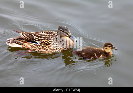 UK, Wales, Cardiff, Bay, Wetlands Reserve, duck, duckling, Stock Photo
