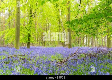 Carpet of bluebells in a Norfolk wood England UK Stock Photo