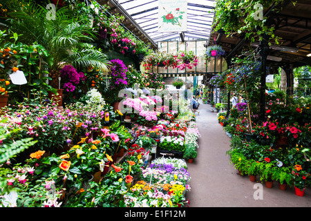 Paris, the island city, flower market, Ile de la cité, Marché aux Fleurs, France Stock Photo