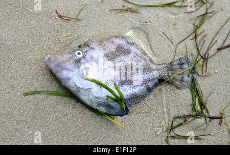 Dead fish lying on the sand on the beach Stock Photo
