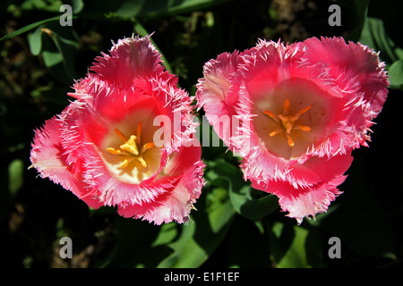 pink tulip fringed Stock Photo