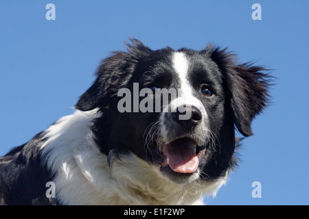 Border Collie Portrait am blauen Himmel Stock Photo