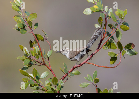 Bewick's Wren Thryomanes bewickii Oracle, Pinal County, Arizona, United States 17 May Adult Troglodytidae Stock Photo