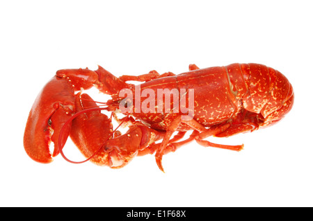 Whole cooked lobster isolated against white Stock Photo