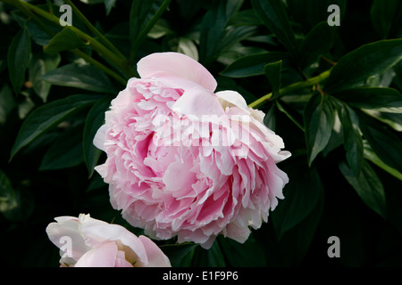 Pillow Talk Peony native to temperate Asia Stock Photo