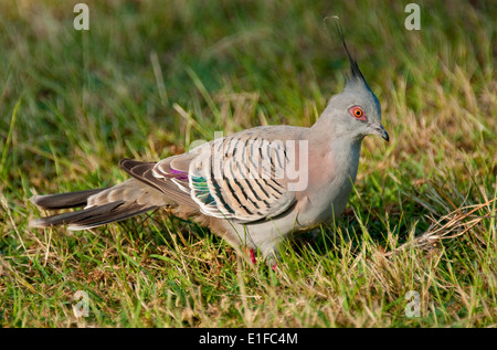 Crested Pigeon (Ocyphaps lophotes), Centennial Park, Sydney, Australia Stock Photo