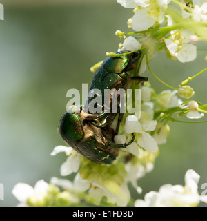 Two green rose chafer mate on horseradish flowers in the garden. Stock Photo