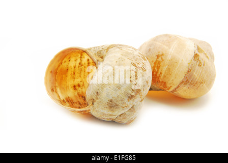 Two shells isolated on white Stock Photo