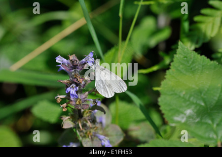 Wood white butterfly (Leptidea sinapsis). Widespread in Europe, but a very local species in the UK. Stock Photo