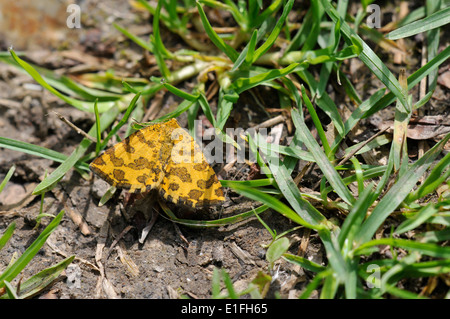 Speckled yellow moth (Pseudopanthera macularia), a day-flying moth common in scrubby habitats, May-June. Stock Photo