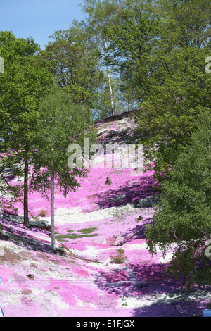 Higashimokoto Moss Pink Park ひがしもこと芝桜公園 Stock Photo