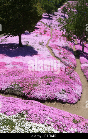 Higashimokoto Moss Pink Park ひがしもこと芝桜公園 Stock Photo