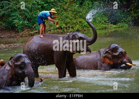 Elephant training, Chiang Dao, Chiang Mai, Thailand, Southeast Asia, Asia Stock Photo
