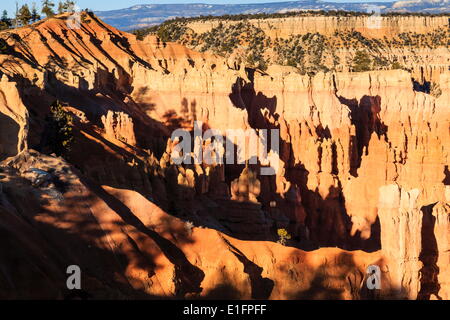 Hoodoos and lone pine tree on a ridge lit by late afternoon sun, view to Sunrise Point, Bryce Canyon National Park, Utah, USA Stock Photo