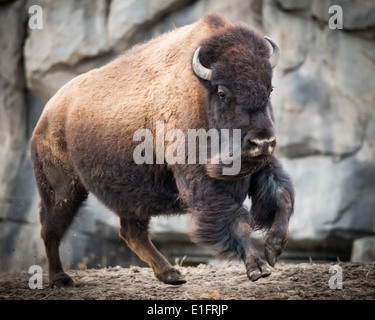 Running American Bison Stock Photo