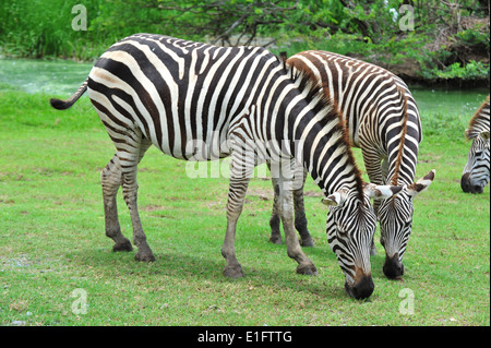 zebra eating grass Stock Photo