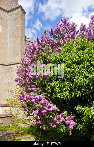 Lilac blossoming in spring beside St Lawrence church in Lechlade (or Lechlade on Thames), Gloucestershire UK Stock Photo
