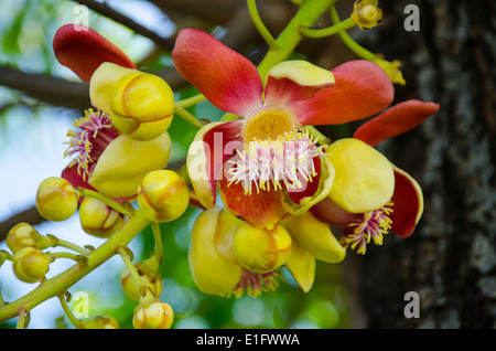 cannonball tree flower in the garden Stock Photo