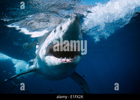 Great White Shark (Carcharodon carcharias), Guadalupe Island, Mexico - Pacific Ocean. Stock Photo