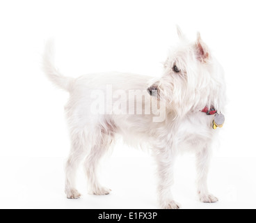 A cute West Highlands White Terrier or Westie puppy dog. Stock Photo