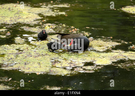 Common Moorhen (Gallinula chloropus) feeding young on lake, Spar Garden, Bad Aibling, Upper Bavaria, Germany, Europe. May 2014 Stock Photo