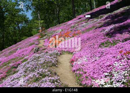 Higashimokoto Moss Pink Park ひがしもこと芝桜公園 Stock Photo