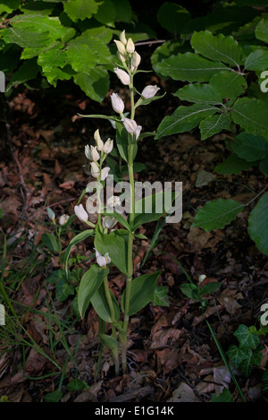 White Helleborine Cephalanthera damasonium flowering in beech woodland Stock Photo