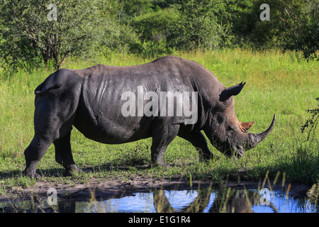 White rhinoceros walking beside a water hole at the Sabi Sands Game Reserve, Kruger National Park, South Africa. Stock Photo