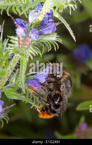 Hill or Red-tailed Cuckoo Bumblebee - Bombus rupestris - female, feeding on Viper's Bugloss. Stock Photo