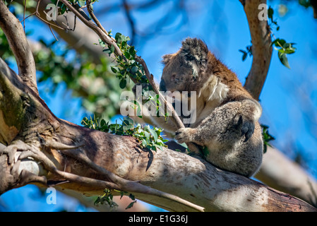 Wild Koala Bears, Along The Great Ocean Road Australia, Victoria, Australia Stock Photo