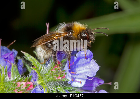 Barbut's Cuckoo Bumblebee - Bombus barbutellus - female on Viper's Bugloss Stock Photo