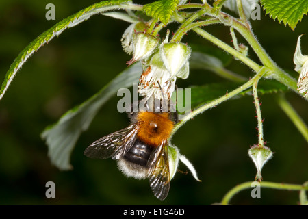 Tree Bumblebee - Bombus hypnorum - male on bramble Stock Photo