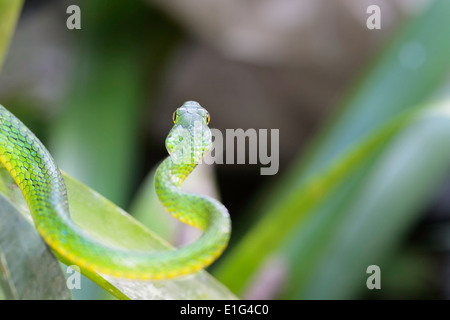 A green-headed tree snake in the rain forest of Costa Rica. Stock Photo