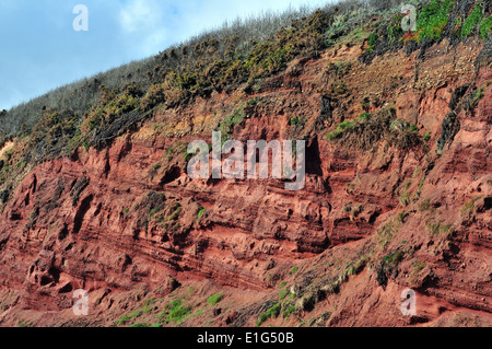 A cliff section of Old Red Sandstone near Langstone Rock, Dawlish, South Devon - showing Devonian stratigraphy. Stock Photo