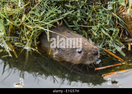 Water vole ( Arvicola amphibius) looking out of a hole in a stump Stock Photo