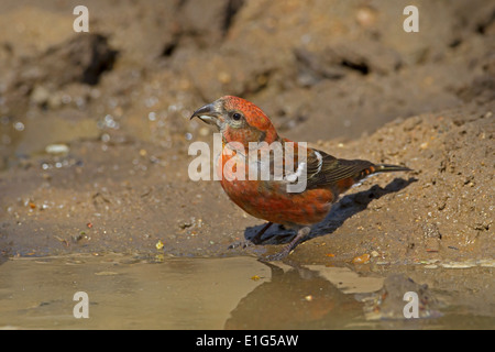 Two-barred Crossbill - Loxia leucoptera - adult male drinking Stock Photo
