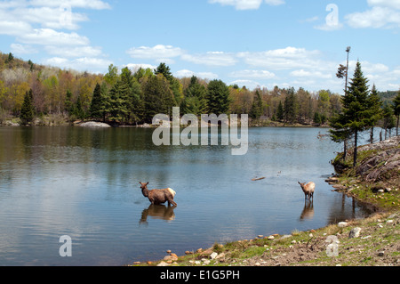 A Lake In Wilderness Canada With Wapiti Also Known As Elk (Cervus canadensis), Standing In The Water Drinking Stock Photo