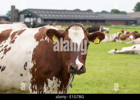 Red Holstein cows in front of a dairy farm in the province Noord-Brabant, the Netherlands, Europe Stock Photo