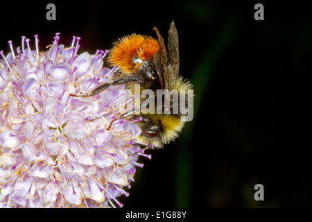Red-tailed Bumblebee - Bombus lapidarius - feeding male. Stock Photo
