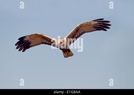 Marsh Harrier - Circus aeruginosus - Immature male Stock Photo