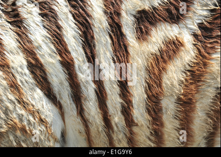 zebra stripes Stock Photo