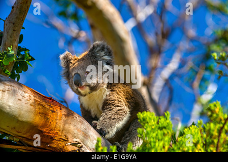Wild Koala Bears, Along The Great Ocean Road Australia, Victoria, Australia Stock Photo