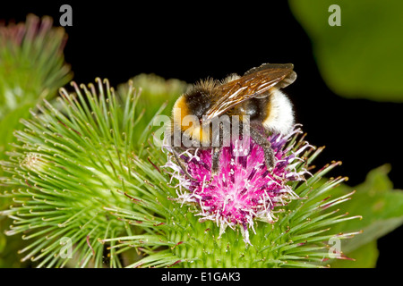 Barbut's Cuckoo Bumblebee - Bombus barbutellus Stock Photo
