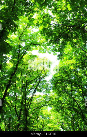 Crowns of green trees in the old park Stock Photo