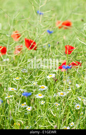 Wild Flowers on the Meadow at Spring Stock Photo