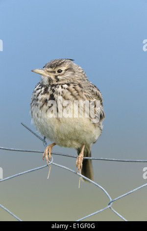 Crested Lark - Galerida cristata Stock Photo