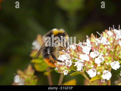 Red-tailed Bumblebee - Bombus lapidarius - male. Stock Photo