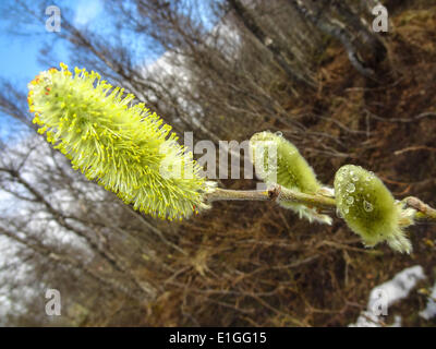 Willow Catkin, Salix Sp. Stock Photo