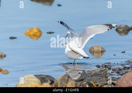 Common Gulls Mating, Larus Canus Stock Photo