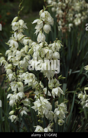 Yucca filamentosa Spoonleaf Yucca plant in flower Stock Photo